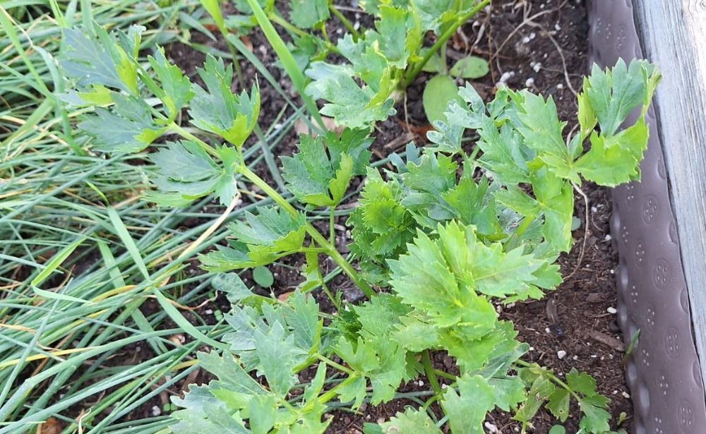 green Parsley herbs that are ready to harvest