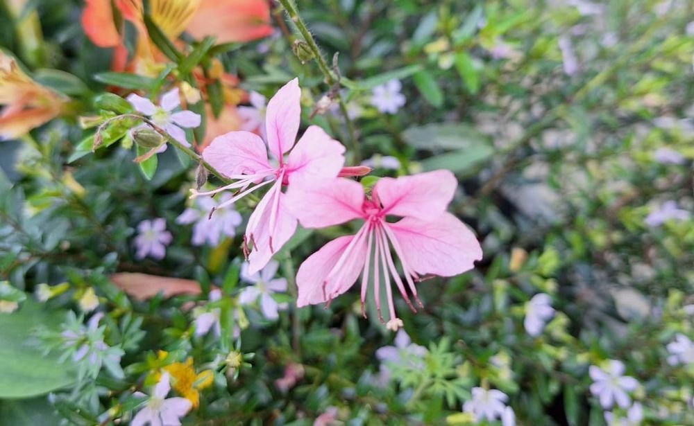 two tiny and pink Asian flowers