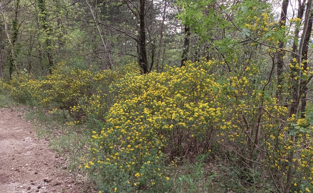 Genista blooms throughout the forest