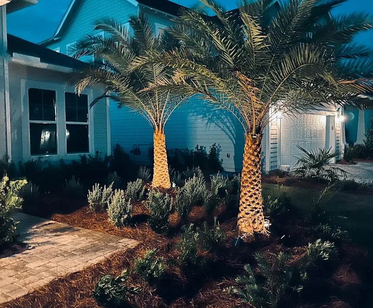 Two tall palm trees with spotlight landscape lighting in a front yard garden at night.