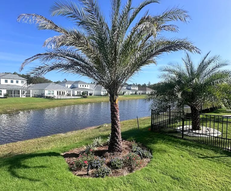 A tall palm tree in a residential backyard next to a neighborhood lake and fence.