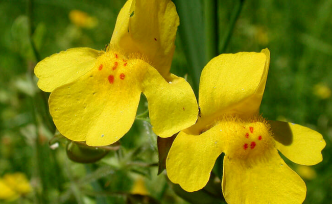 Floral de Bach Mimulus para tratar medos conhecidos