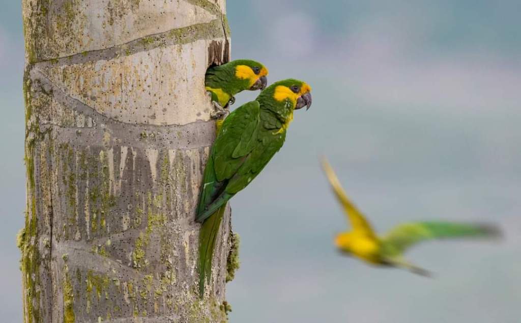 Ruta Loros Orejiamarillo en Anzoátegui Tolima, palmas de cera y avistamiento de aves