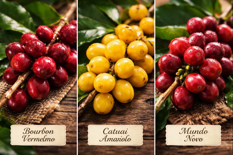 Cerejas de café maduras de diferentes variedades brasileiras lado a lado