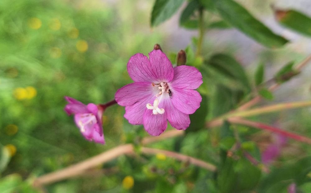 an pink Asian flower called Great Harry