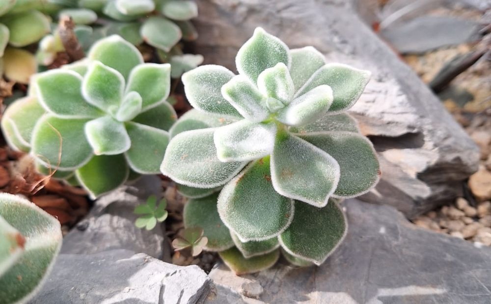 a miniature succulent cactus plant with green leaves