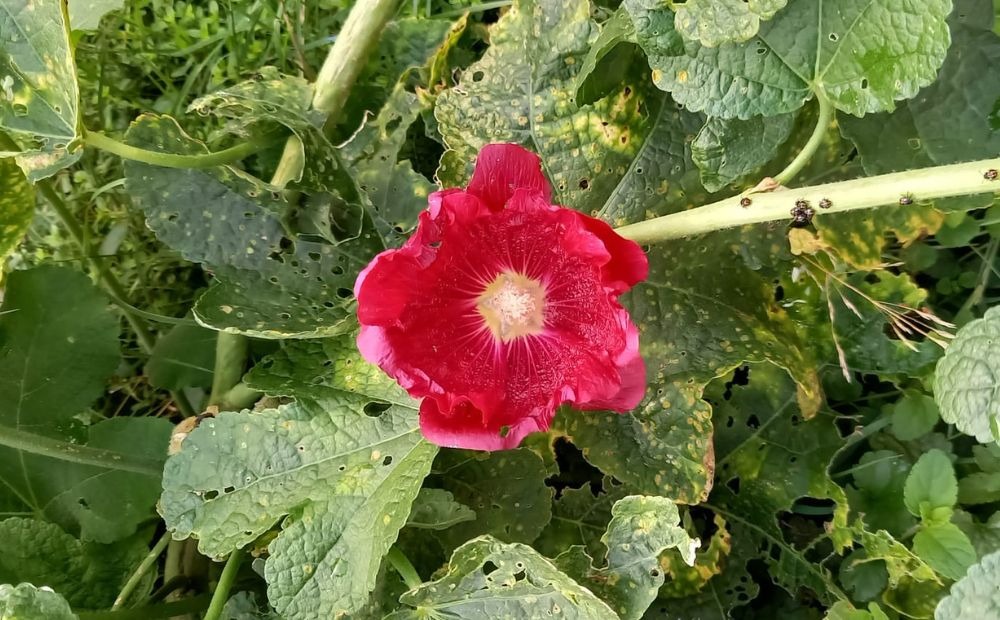 a big red Indian flower on a green leafy plant