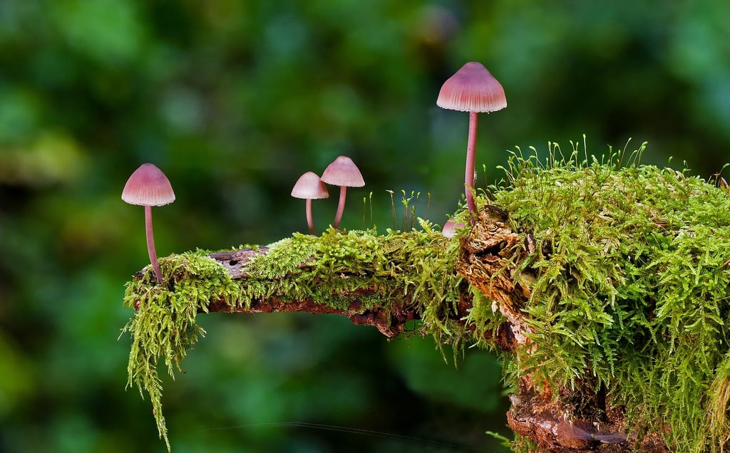 The Hidden Architects of Life: Understanding the Vital Role of Fungi in Earth’s Life Cycle