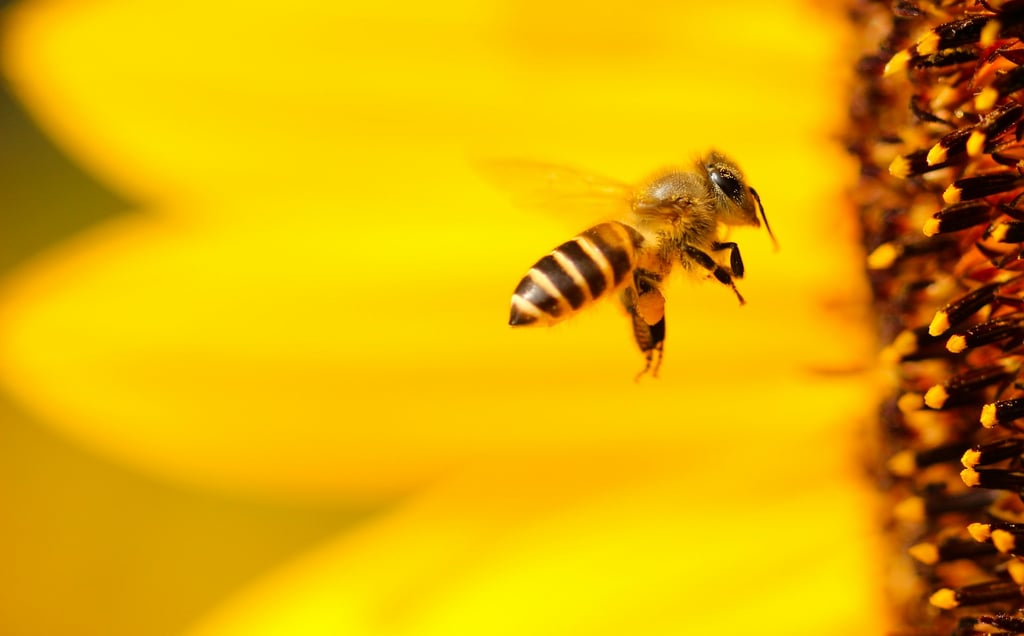 Buzzing Beneath the Surface: Why Bees Are the Unsung Heroes of Global Agriculture