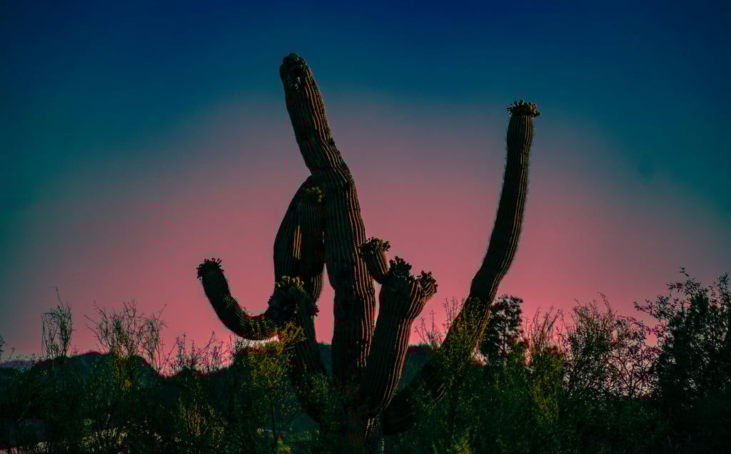 Desert Bloom: The Incredible Ways Plants Survive and Thrive in Harsh Environments