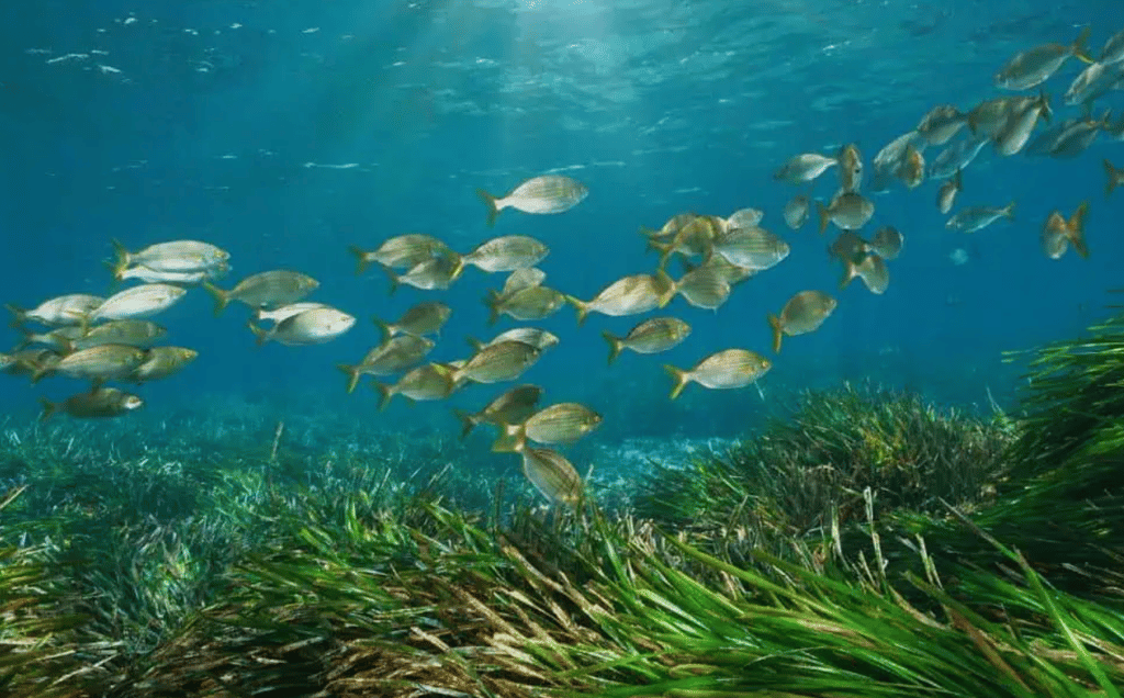Seagrass Restoration Techniques: Reviving Underwater Meadows