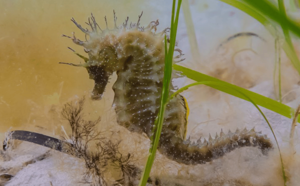 Ocean Warriors: Saving Seahorses, Seagrass, and Flat Oysters in the Fight Against Climate Change