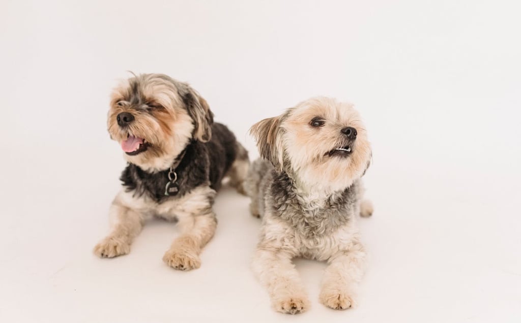 YORKSHIRE TERRIER