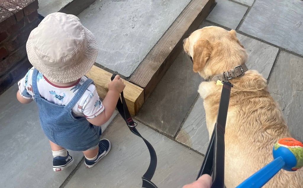 Toddler walking his Labrador with supervision and help from a parent