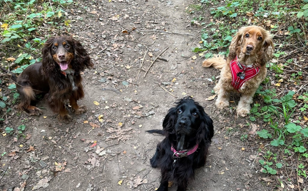 Three beautiful spaniel girls sat for a photo in the woods
