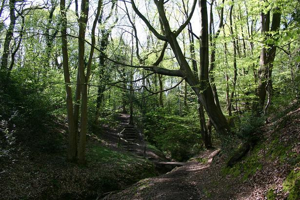 A scenic dirt hiking trail through a lush green deciduous forest with tall trees and wooden stairs.