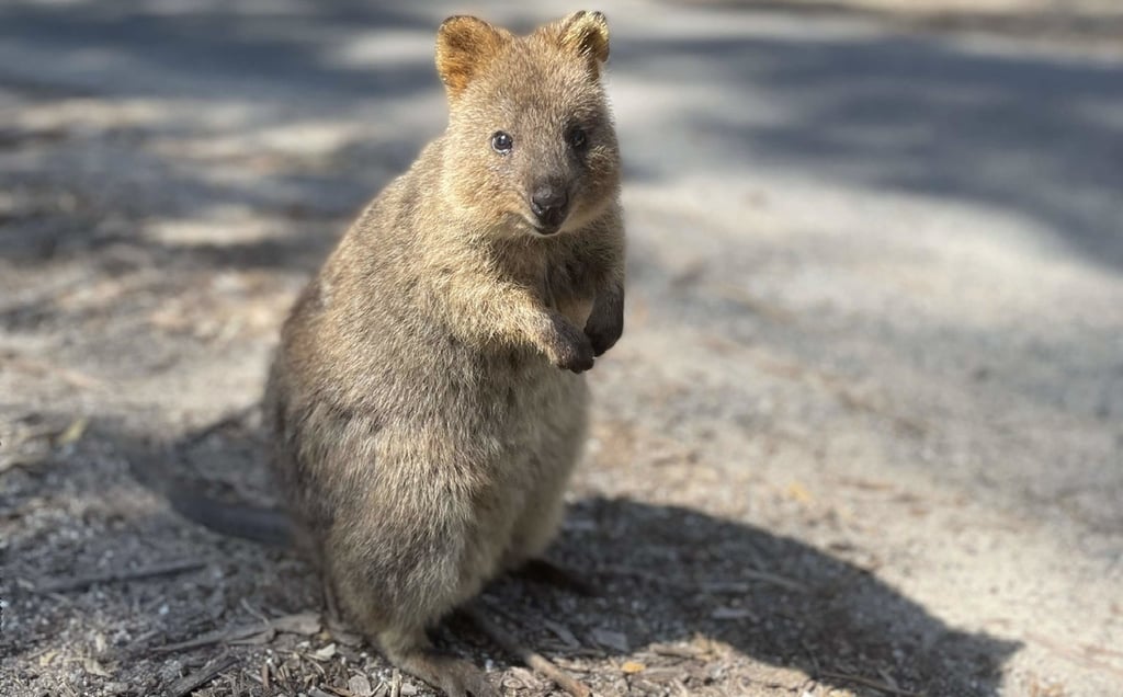 Quokka en Australia