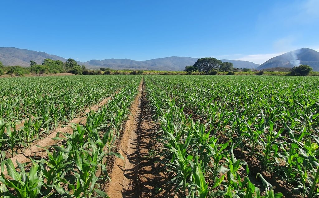 Bioestimulación orgánica