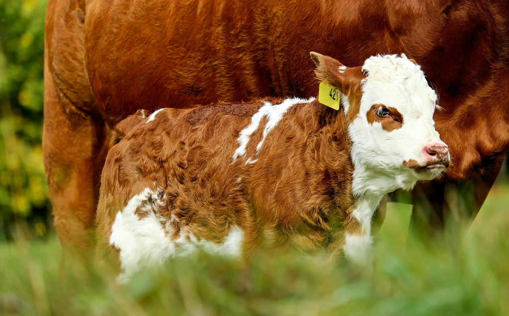 Baby hereford calf with its mama in pasture