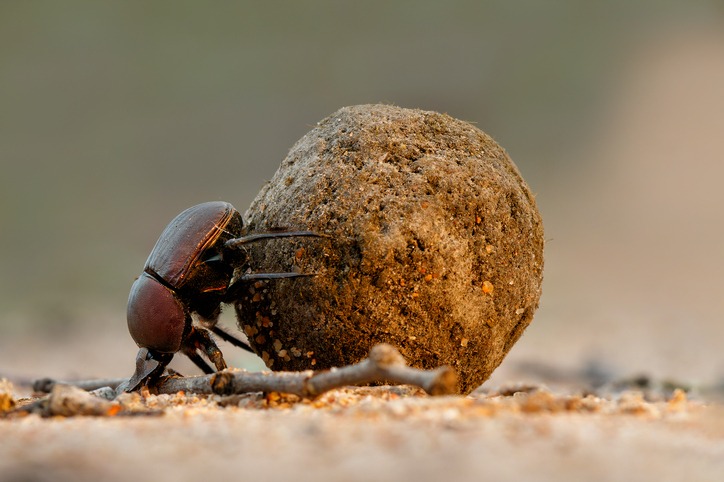 Dung beetle rolling dung ball regenerating the soil