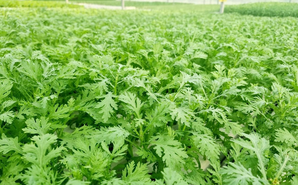 Trang trại của Green Agri sử dụng giống cây trồng tự nhiên, Non GMO