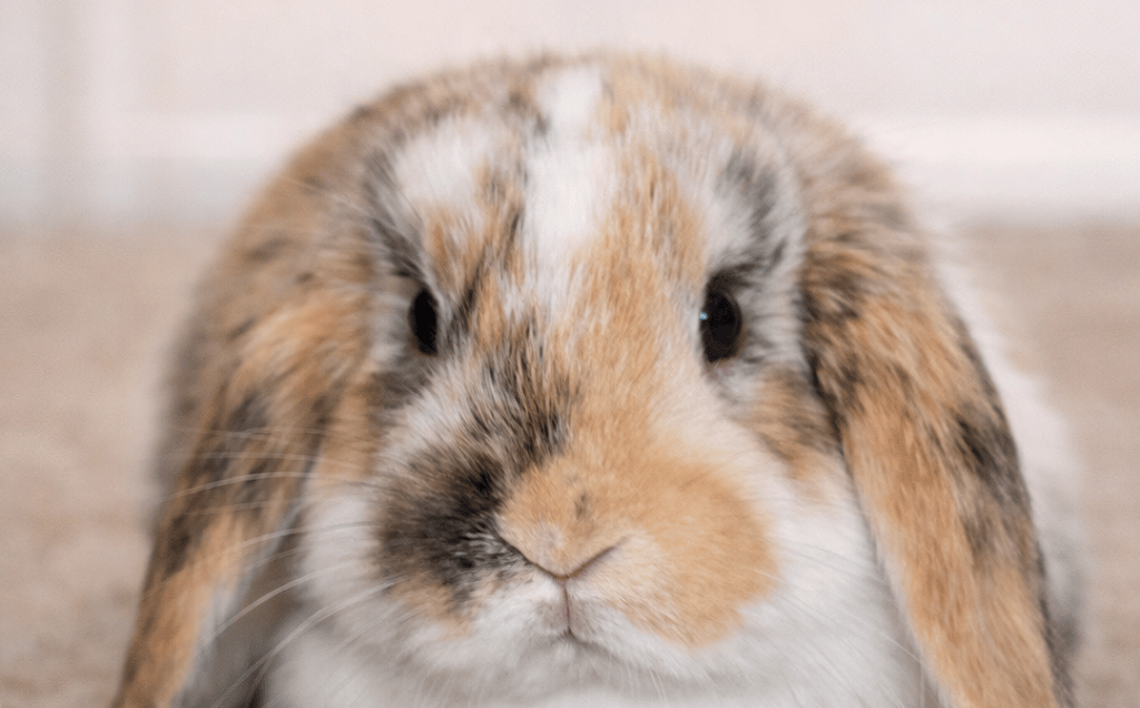 Hot Cross Buns' Confetti learning about malocclusion in rabbits