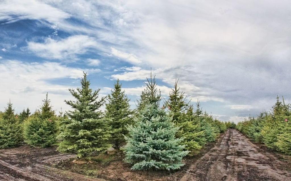 Christmas Tree Farm