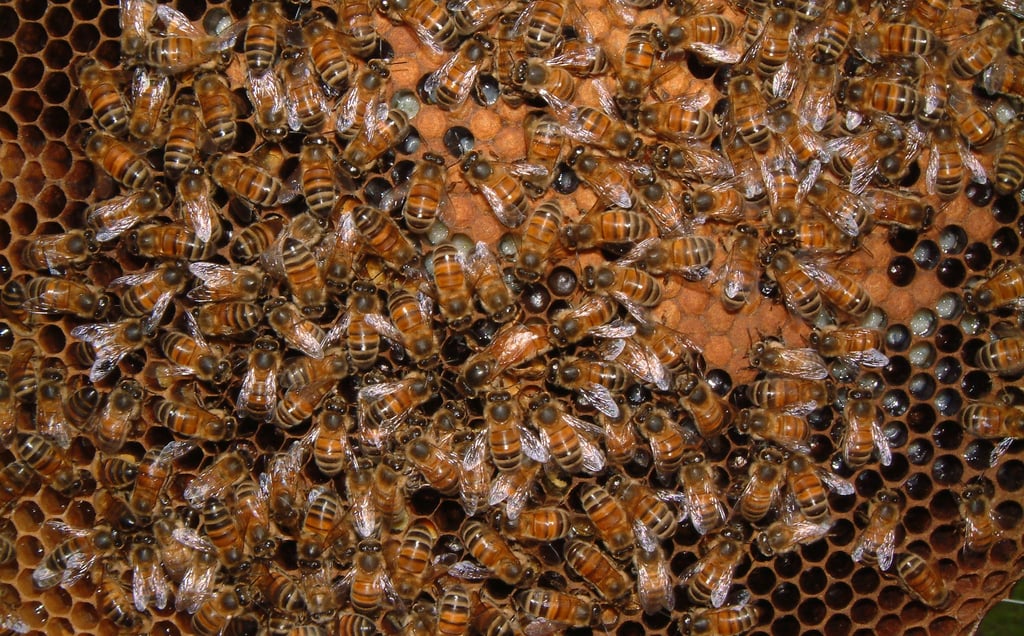 Inside the Hive: Understanding Bee Biology, Behavior, and Colony Dynamics