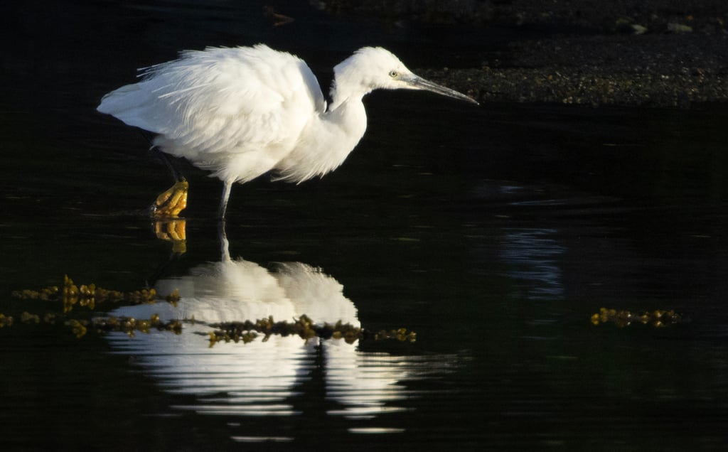 Little Egret in Bjørnafjorden 8 May 2026