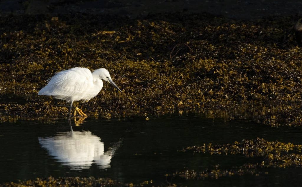 Little Egret in Bjørnafjorden 8 May 2026