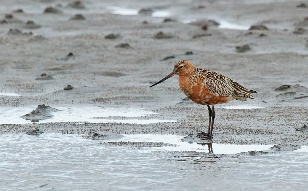 Bar-tailed Godwit
