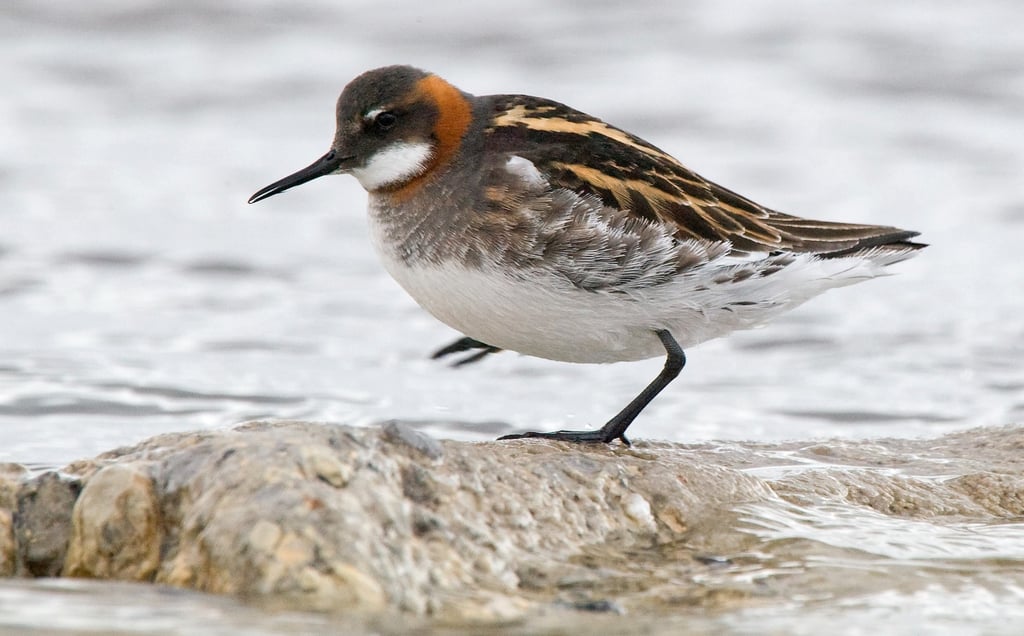 Red-necked Phalarope