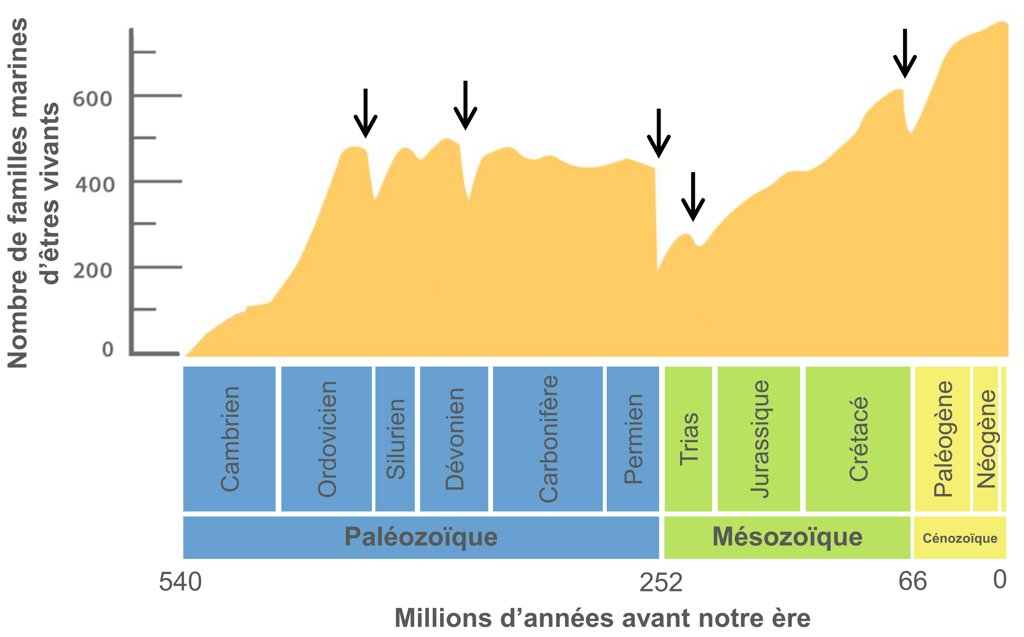 Évolution de la biodiversité au cours des temps géologiques (courbe de Sepkoski)