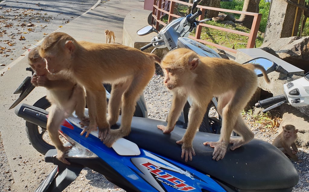 thailand phuket best viewpoints monkey hill