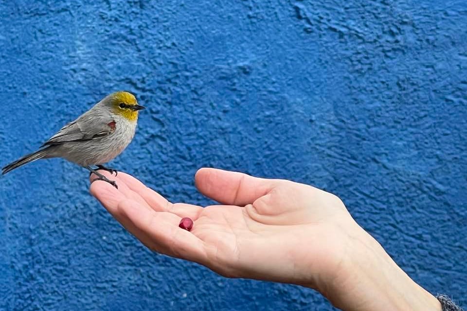 image of bird eating from hand, the subject of relational ethics vegan challenge