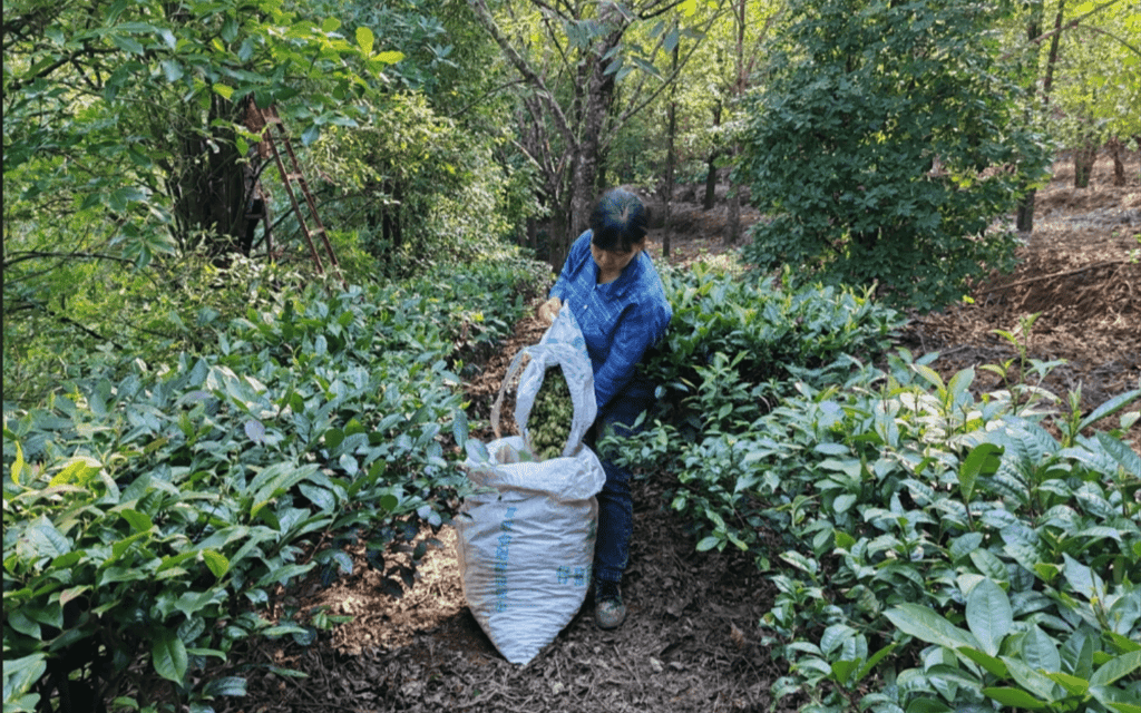 a woman in a blue jacket is picking up a bag of ba jiao