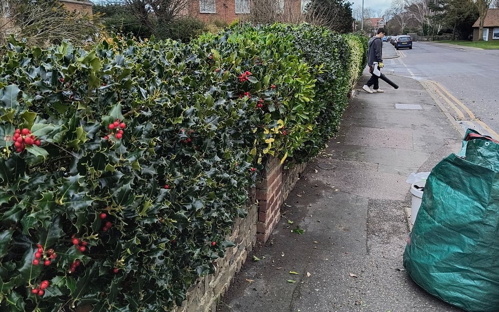 Regular hedge trimming in progress