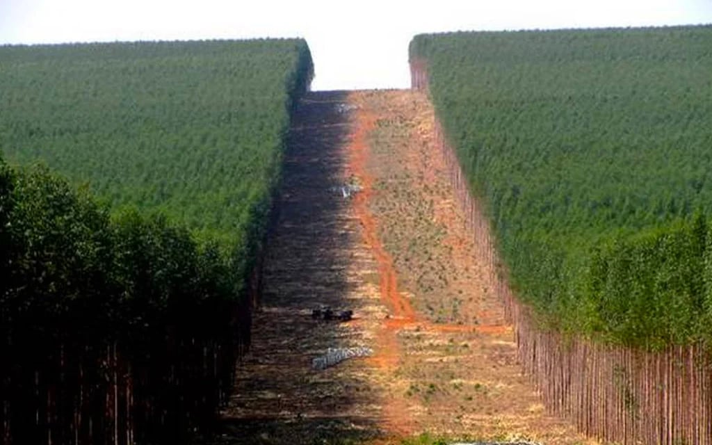 Roçada e Limpeza da Faixa de Servidão