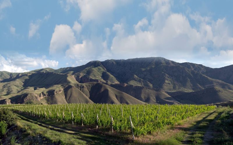 Lush green vineyard rows in a mountain valley under a blue sky with soft white clouds.