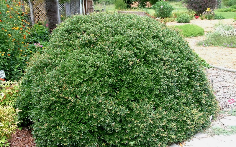 one small green low maintenance bush