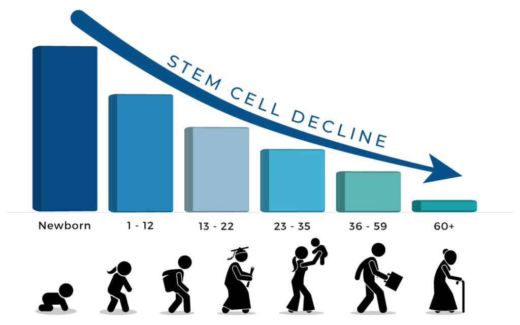 Stem cell decline with age