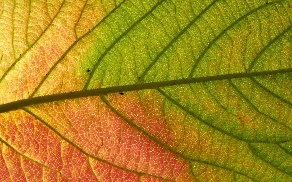 Großaufnahme eines verfärbten Baumblattes mit Adern