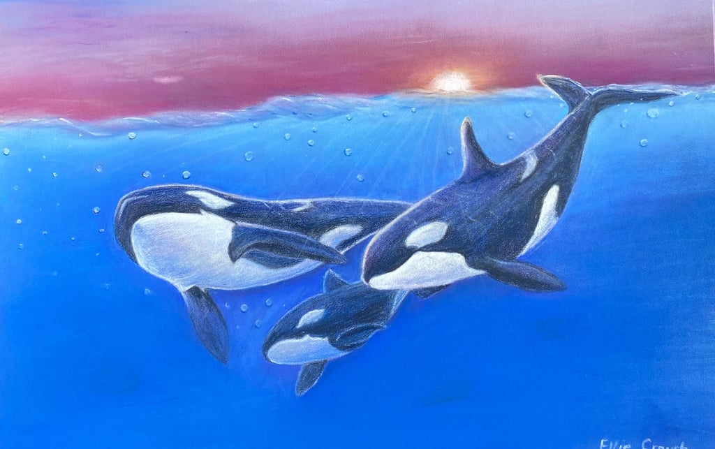 Pod of Orcas or Killer Whales drawn in Pastel 