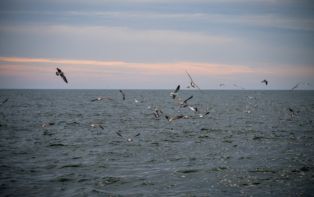 Striped Bass Blitz Montauk