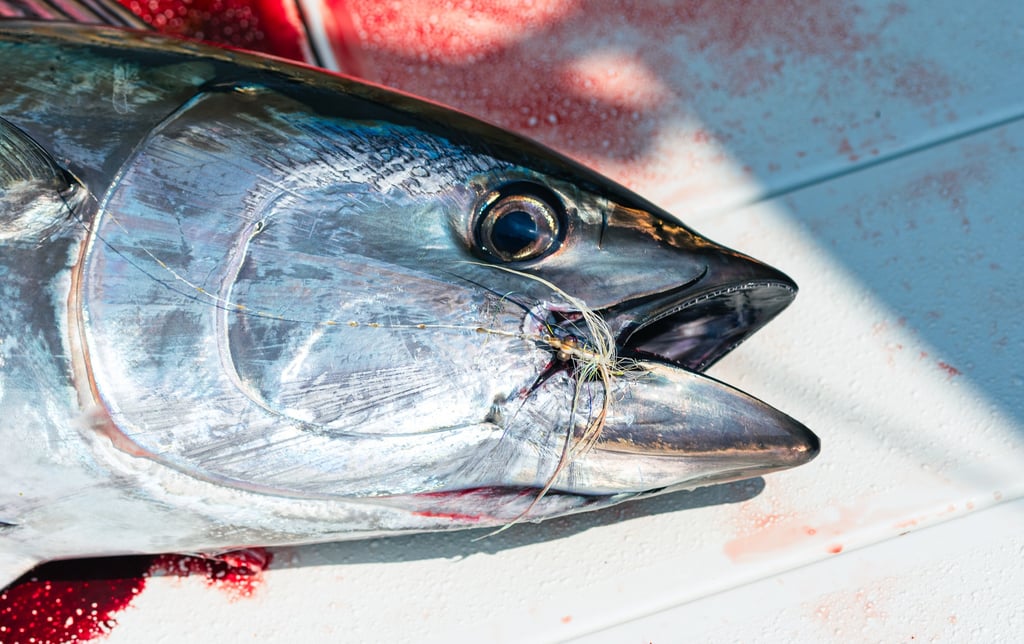 Bluefin tuna on a clouser minnow