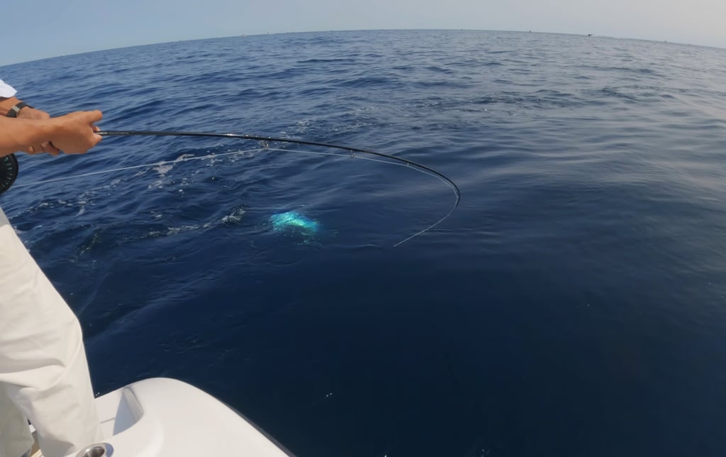 About to land bluefin tuna