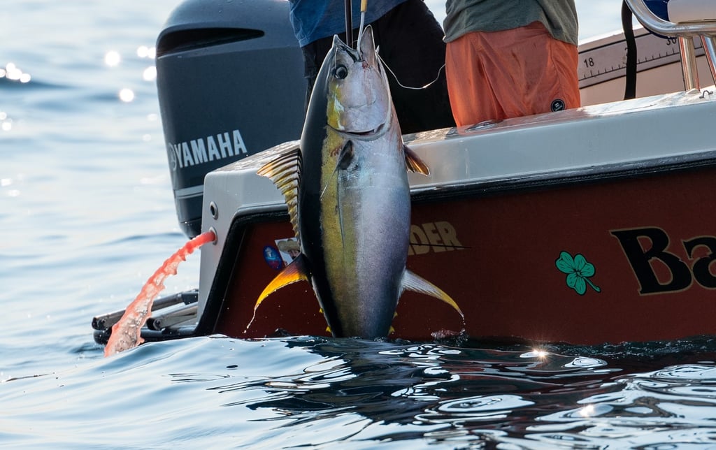 Yellowfin Tuna