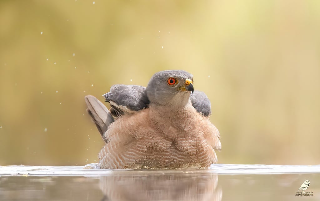 Afrikaanse roofvogel badend in ondiep water tijdens vogelfotografie in Gambia