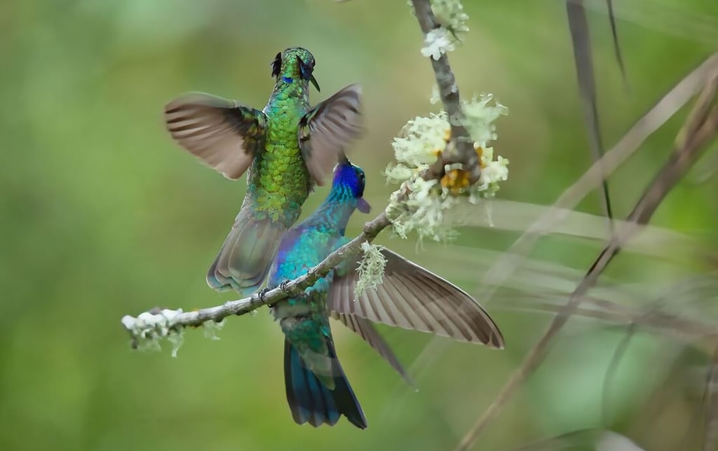 Vilcabamba Birding Tour with Machu Picchu Extension