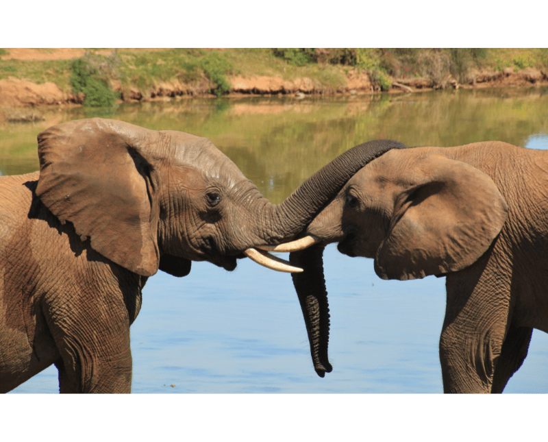 ELEPHANT CALL EACH OTHER WITH NAMES